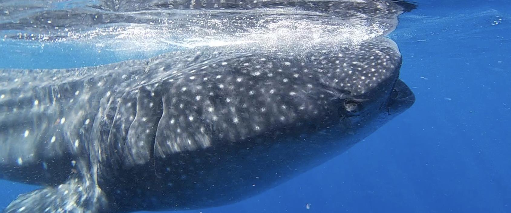 Private Full Day Whale Shark Tour
